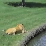 video/mp4 | 200