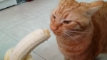 video/mp4 | 200