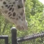 video/mp4 | 200
