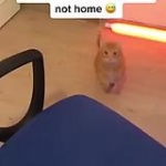 video/mp4 | 200