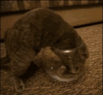 video/mp4 | 200