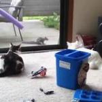 video/mp4 | 200