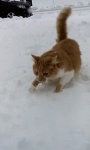 image/gif | 200