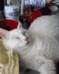 image/gif | 200