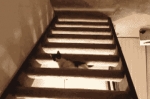 image/gif | 200