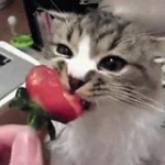 video/mp4 | 200