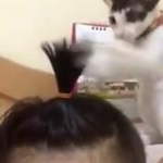 video/mp4 | 200