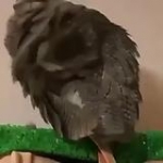 video/mp4 | 200