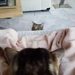 video/mp4 | 200
