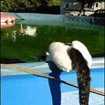 video/mp4 | 200