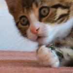 video/mp4 | 200