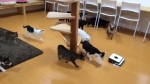 video/webm | 200