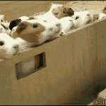 video/mp4 | 200