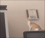 video/webm | 200