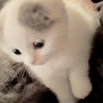 image/gif | 200