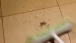 video/webm | 200