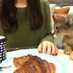 video/mp4 | 200