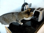 image/gif | 200