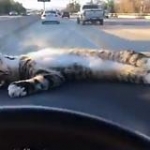 video/mp4 | 200