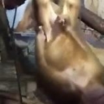 video/mp4 | 200