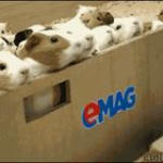 video/mp4 | 200