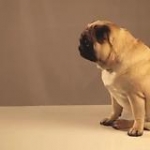 video/mp4 | 200