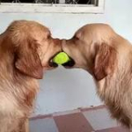 video/mp4 | 200