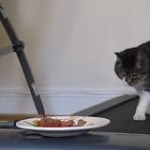 video/mp4 | 200