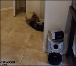 image/gif | 200