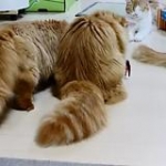 video/mp4 | 200