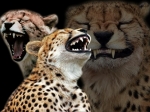 image/png | 200