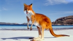 image/png | 200