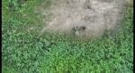 video/mp4 | 200