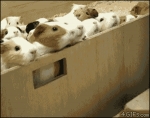 image/gif | 200