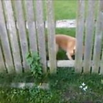 video/mp4 | 200