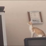 video/mp4 | 200