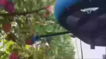 video/mp4 | 200