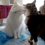video/mp4 | 200