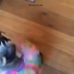 video/mp4 | 200
