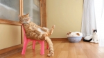 image/gif | 200