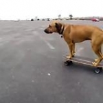 video/mp4 | 200