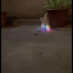 video/mp4 | 200