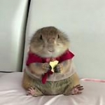video/mp4 | 200