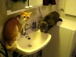 video/webm | 200