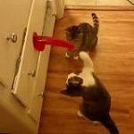 video/mp4 | 200