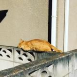 video/mp4 | 200