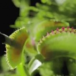 video/mp4 | 200