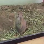 video/mp4 | 200