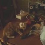 video/mp4 | 200