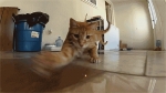 image/gif | 200